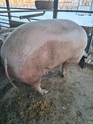 de vânzare scroafă 300 kg rasă marele alb ofer transport la nevoie 