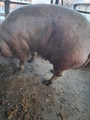 de vânzare scroafă 300 kg rasă marele alb ofer transport la nevoie  - imagine 2