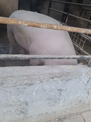 de vânzare scroafă 280 kg rasă marele alb ofer transport la nevoie  - imagine 3