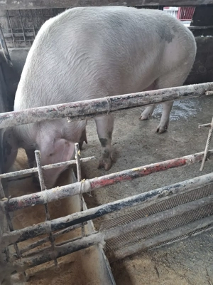 de vânzare scroafă 280 kg rasă marele alb ofer transport la nevoie  - imagine 4