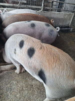 de vânzare 4 masculi 90..120 kg rasă marele alb și petrean ofer transport 