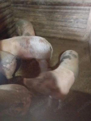 purcei de vânzare  - imagine 4