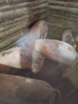 purcei de vânzare  - imagine 5