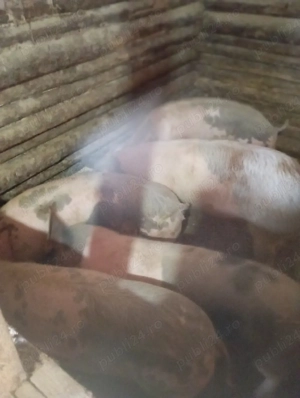 purcei de vânzare  - imagine 3