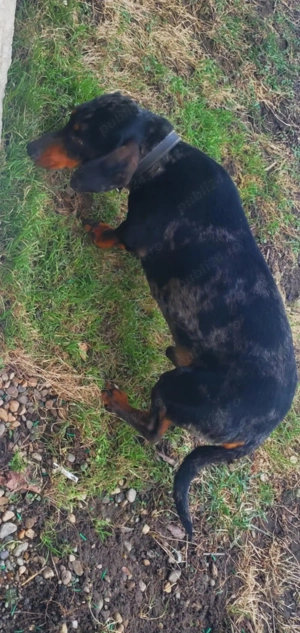 teckel mascul arlechin  - imagine 2