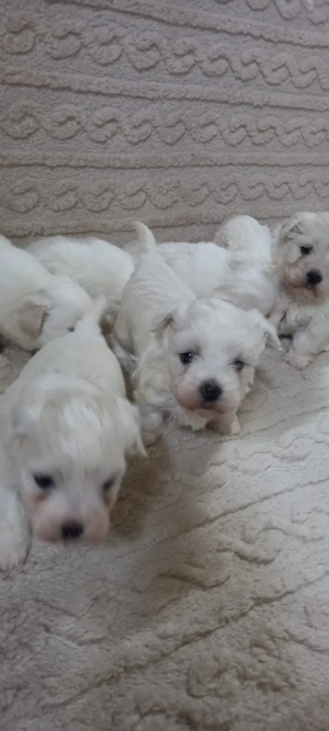 Vând pui de Bichon Maltez - imagine 2