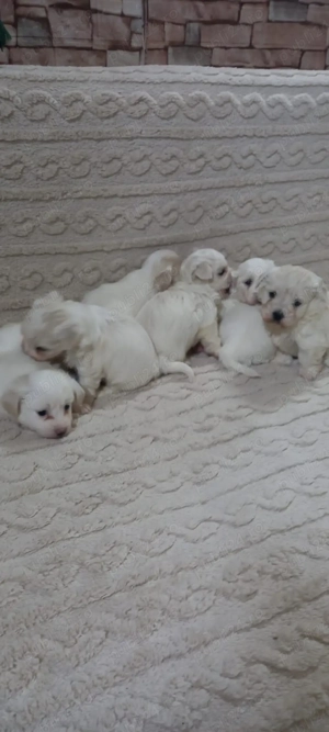 Vând pui de Bichon Maltez - imagine 3