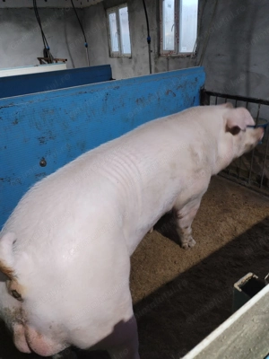 Material seminal vieri! - imagine 2