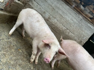 Porci de vanzare  - imagine 2