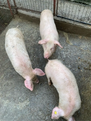 Porci de vanzare  - imagine 5