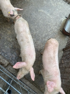 Porci de vanzare  - imagine 3