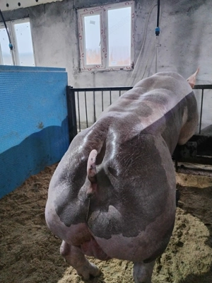 Material seminal vieri! - imagine 3