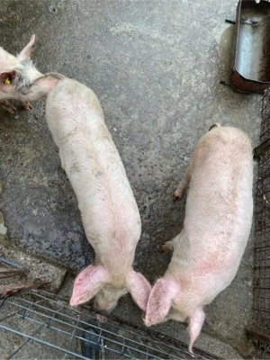 Porci de vanzare  - imagine 4