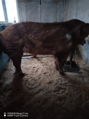 Material seminal vieri! - imagine 4