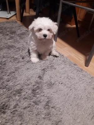 Pui  bichon Malteze - imagine 2