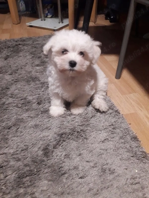 Pui  bichon Malteze
