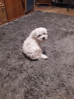Pui  bichon Malteze - imagine 3