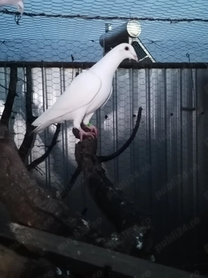 Vând porumbei  - imagine 2