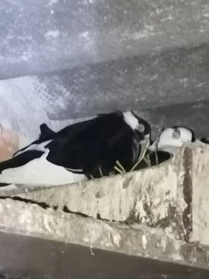 Vând porumbei  - imagine 4