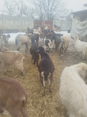 Vând capre - imagine 4