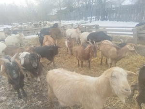 Vând capre - imagine 2