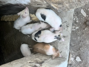 Purcei de vanzare mai multe detali la tel - imagine 2