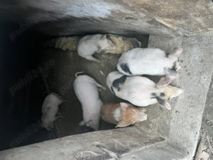 Purcei de vanzare mai multe detali la tel