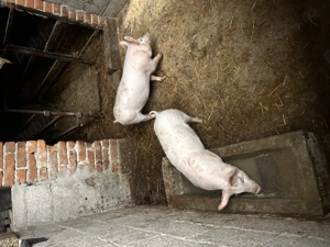 Vând grasuni de 4 luni