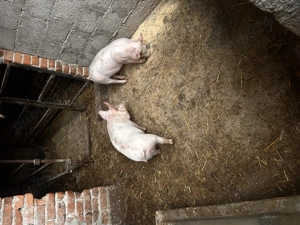 Vând grasuni de 4 luni - imagine 2