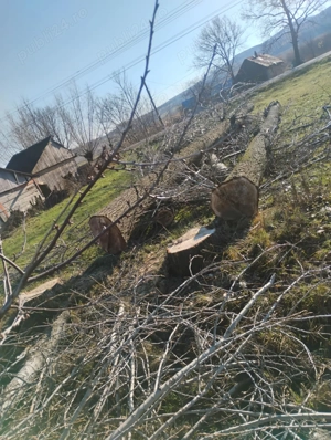 Vând lemne de foc - plop și răchită - imagine 2