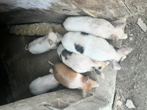 Purcei de vanzare mai multe detali la tel - imagine 3