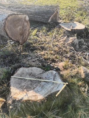 Vând lemne de foc - plop și răchită - imagine 3