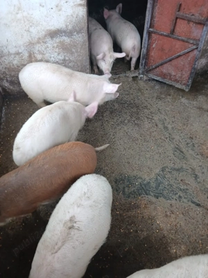 Vând purcei 35kg - imagine 4