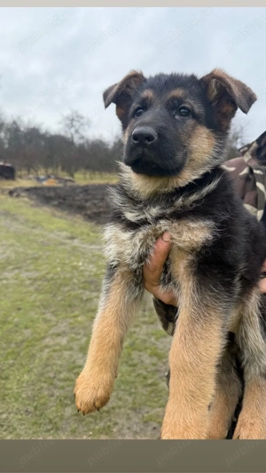 Pui ciobănesc german cu pedigree  - imagine 3