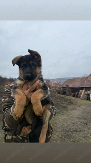 Pui ciobănesc german cu pedigree  - imagine 4