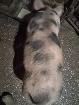 purcel de vânzare ,castrat ,vaccinat și deparazitat - imagine 5