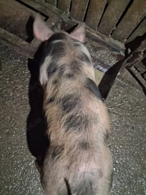 purcel de vânzare ,castrat ,vaccinat și deparazitat - imagine 2