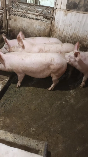 Soldani rasa de carne