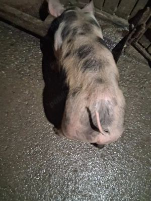 purcel de vânzare ,castrat ,vaccinat și deparazitat - imagine 3