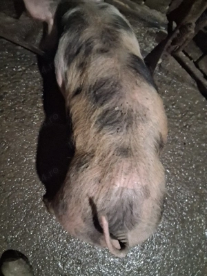 purcel de rasă pentru carne