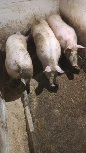 Scrofite gestante - imagine 3