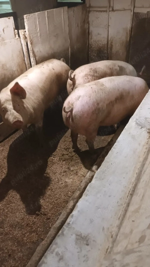 Scrofite gestante - imagine 2