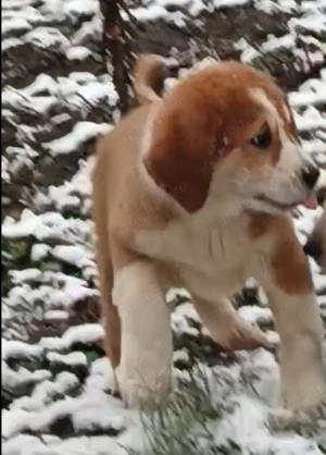 Ciobanesc asia centrala  - imagine 3