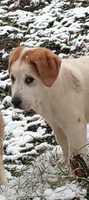 Ciobanesc asia centrala  - imagine 3