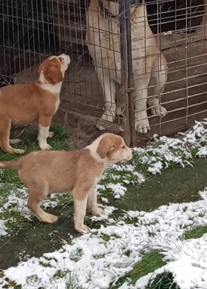 Ciobanesc asia centrala  - imagine 4