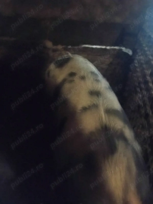 Vînd porc de 150 kg