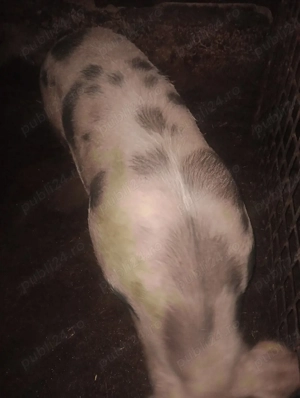 Vînd porc de 150 kg - imagine 2