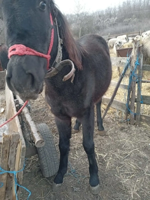 Manzoaca de vanzare  - imagine 3