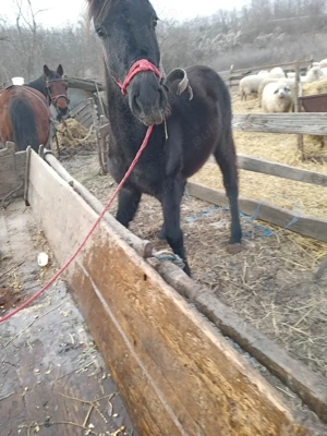 Manzoaca de vanzare  - imagine 2