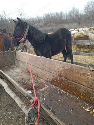 Manzoaca de vanzare  - imagine 4